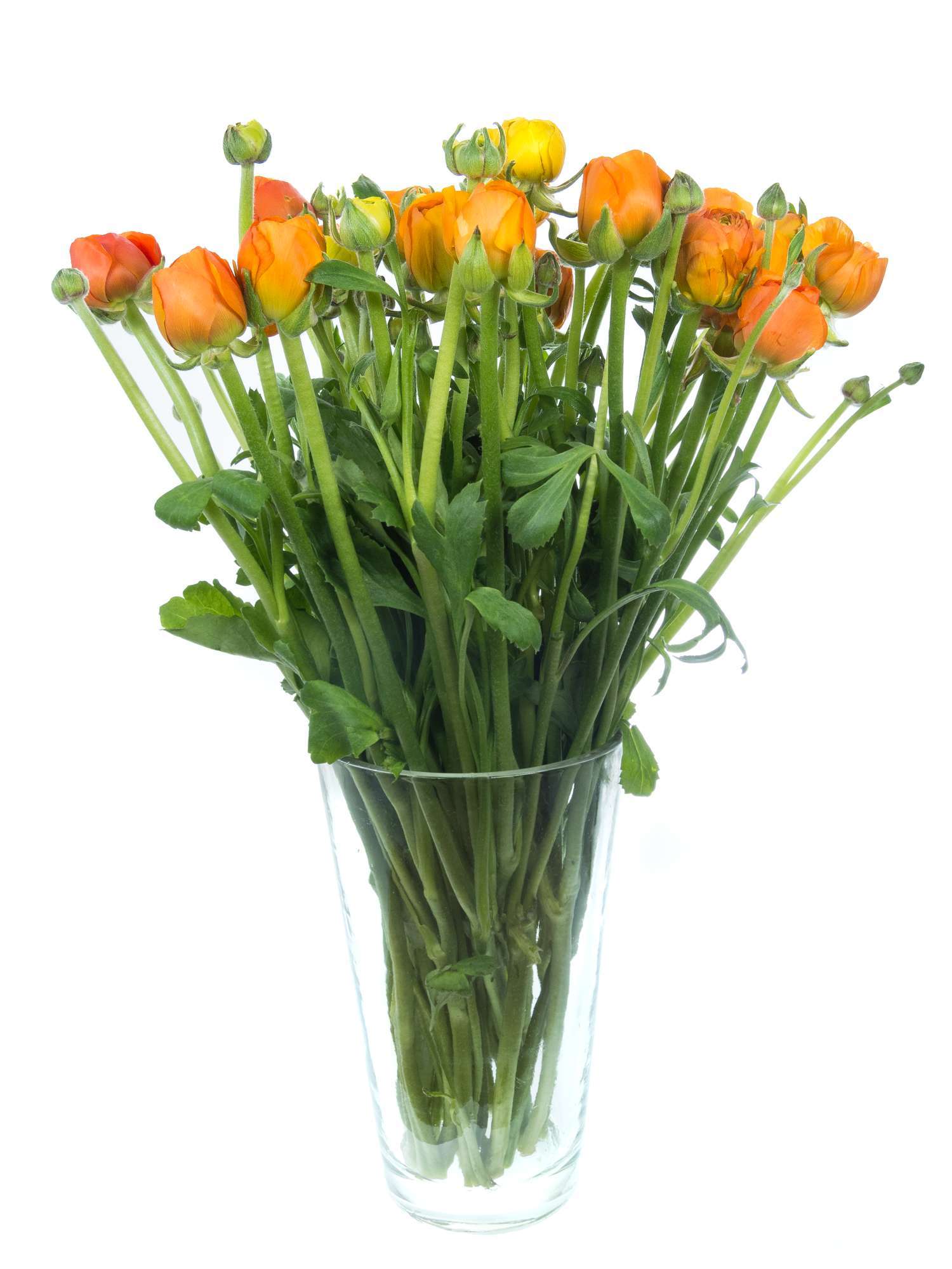 blumigo-ranunkeln-elegance-orange-schnittblume-orange image 2