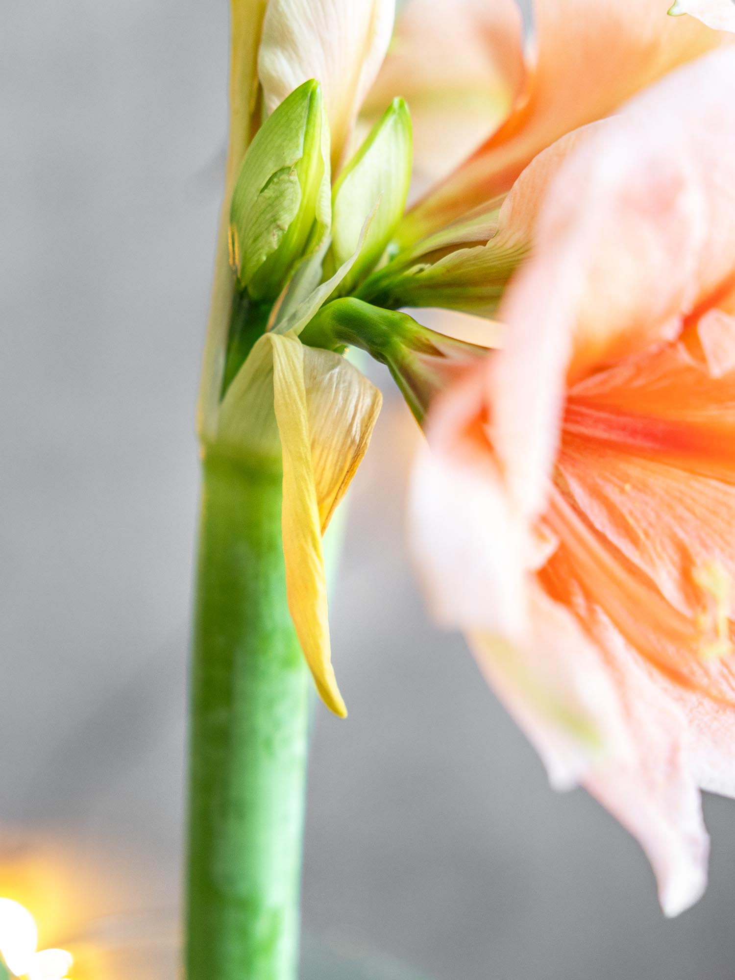 blumigo-amaryllis-rilona-schnittblume-apricote image 4