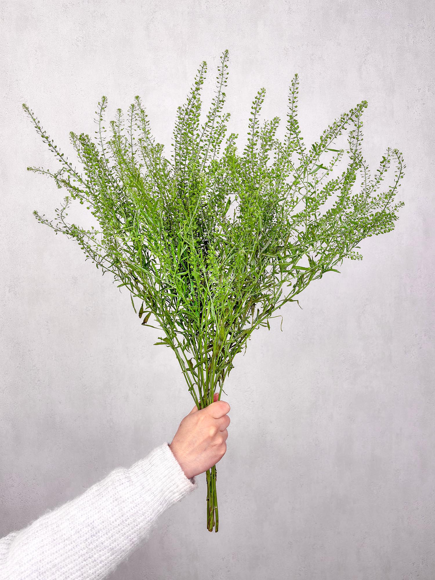 blumigo-blattwerk-hirtent-schelkraut-green-bell-gr-n-bindegr-n image 2