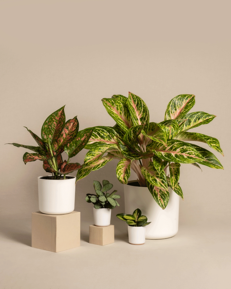 feey-variado-tropical-beauty-zimmerpflanzen-set-4-teilig image 7