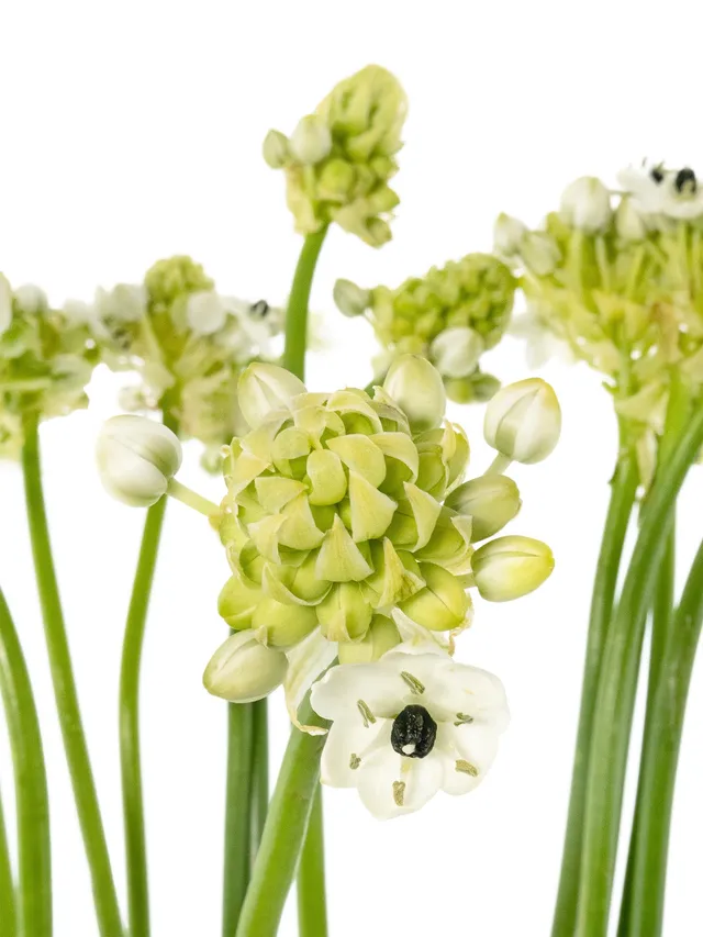 blumigo-fr-hlingsknollen-milchsterne-saundersiae-wei image 1