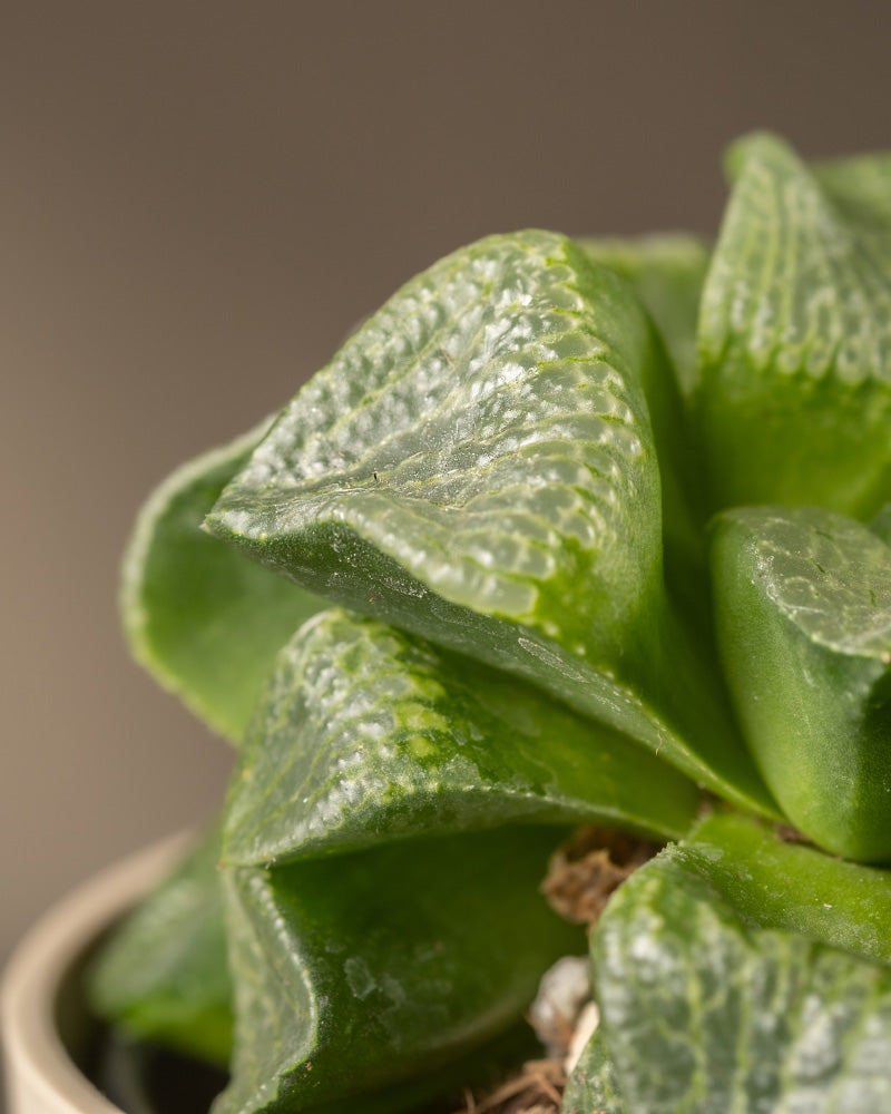 feey-variado-haworthia-retusa-sukkulente-ohne-bertopf-rarit-t image 8