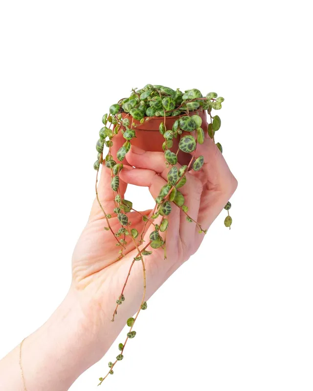 plnts-babyplnts-baby-peperomia-prostrata-zimmerpflanze-6cm-topf image 1