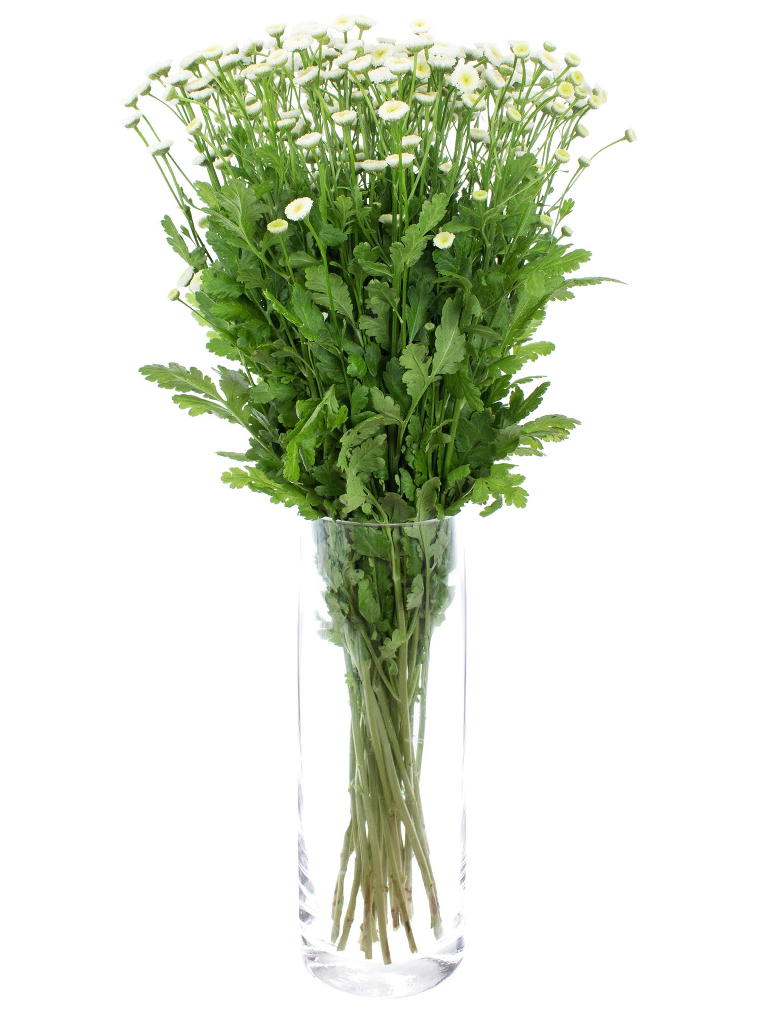 blumigo-tanacetum-parthenium-mutterkraut-wei-stiel image 2
