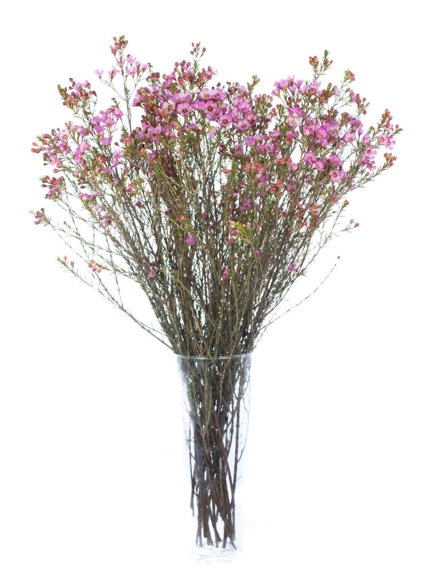 blumigo-blattwerk-wachsblume-adi-schnittblume-pink image 2