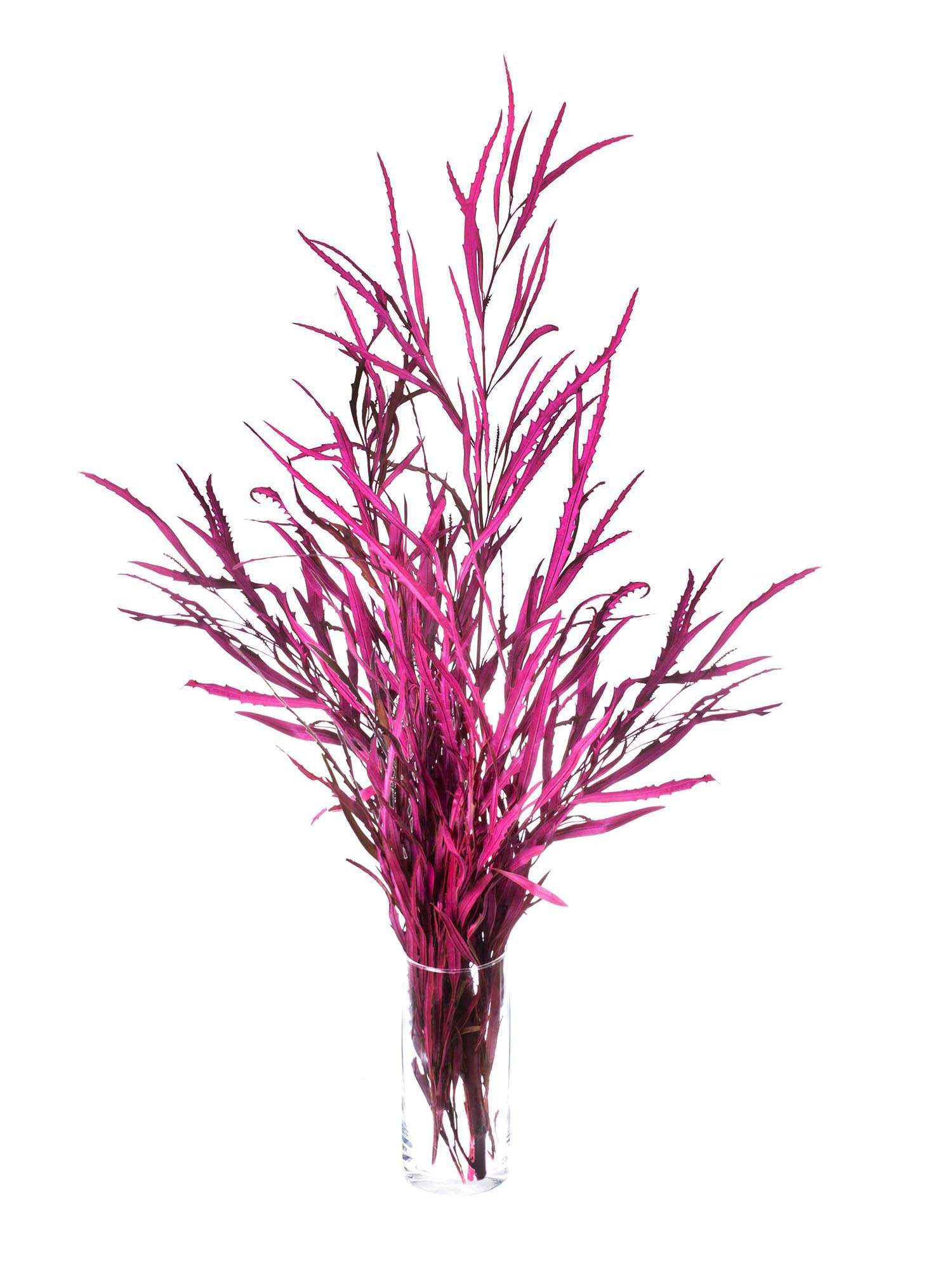blumigo-proteen-grevillea-schnittblume-gef-rbt-pink image 2