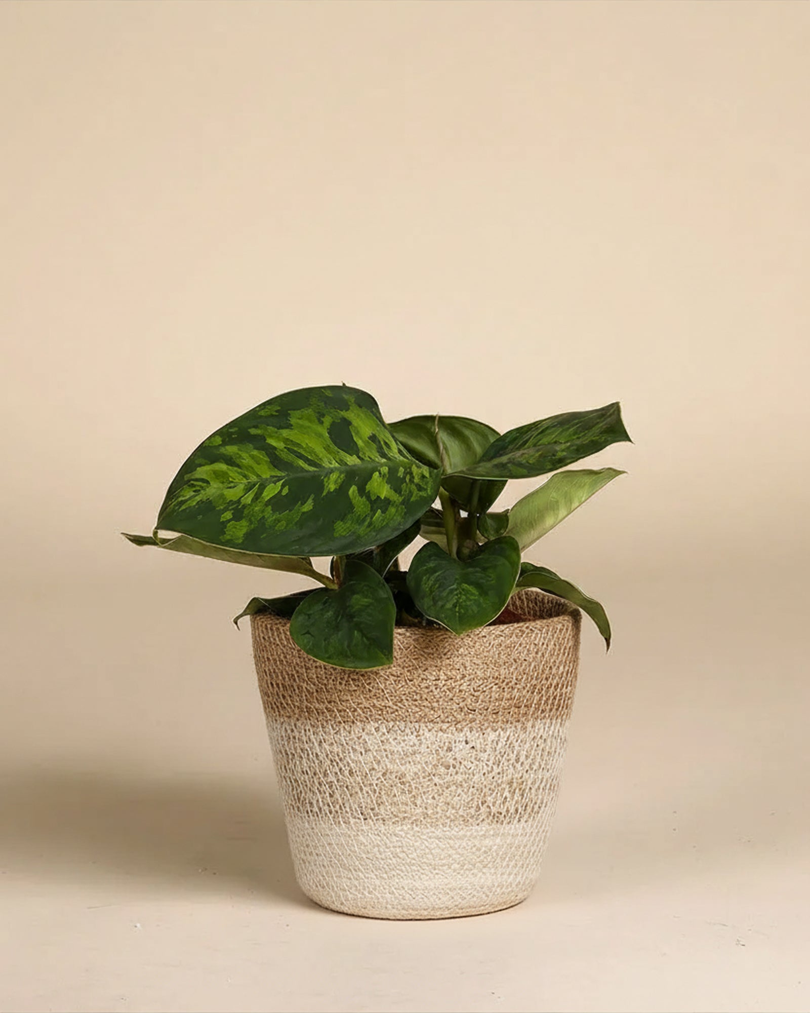 feey-variado-homalomena-camouflage-zimmerpflanze-14cm image 7