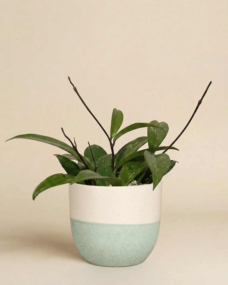 feey-variado-hoya-pubicalyx-wachsblume-ohne-bertopf-klein image 5