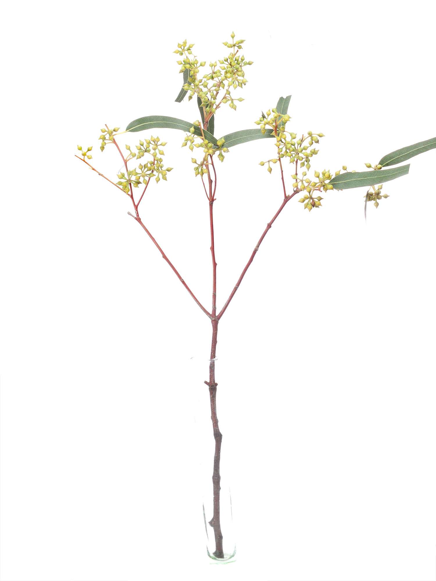 blumigo-eukalyptus-exotica-bund-gr-n-mit-fruchtstand image 3