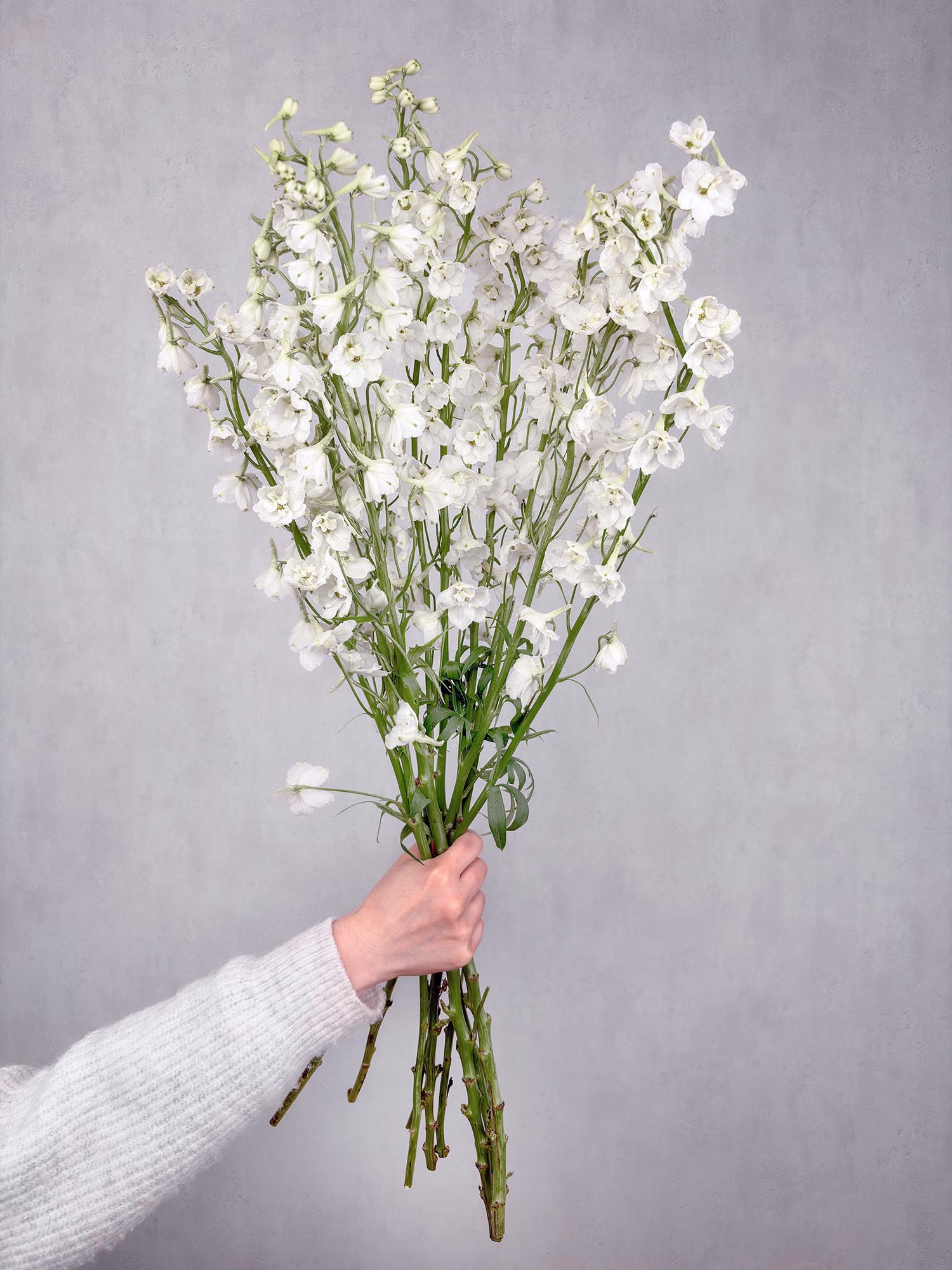 blumigo-l-wenm-ulchen-rittersporn-guardian-white-schnittblume-wei image 2