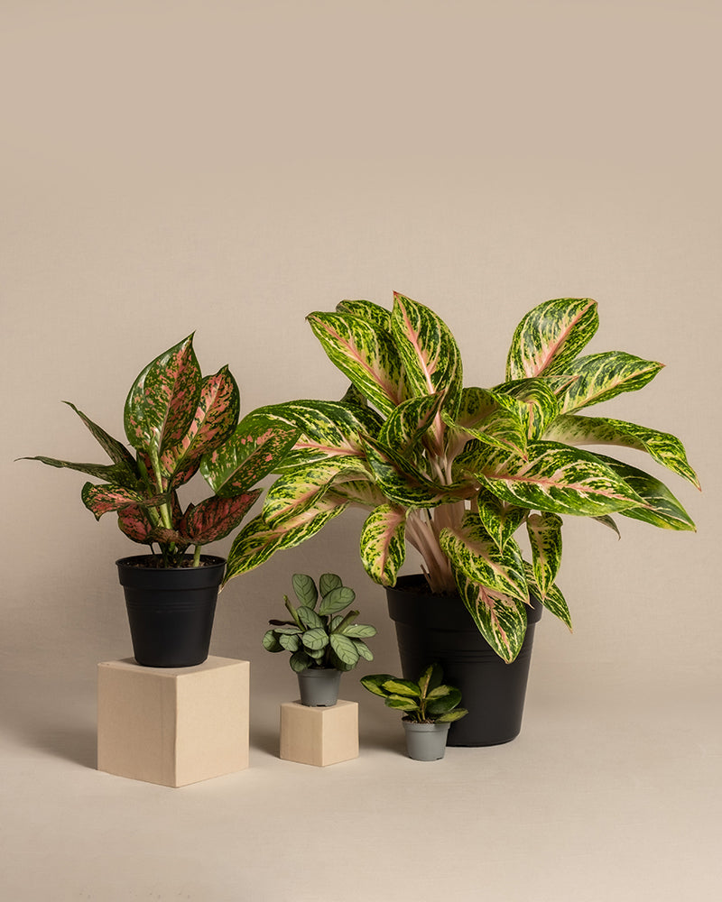 feey-variado-tropical-beauty-zimmerpflanzen-set-4-teilig image 3