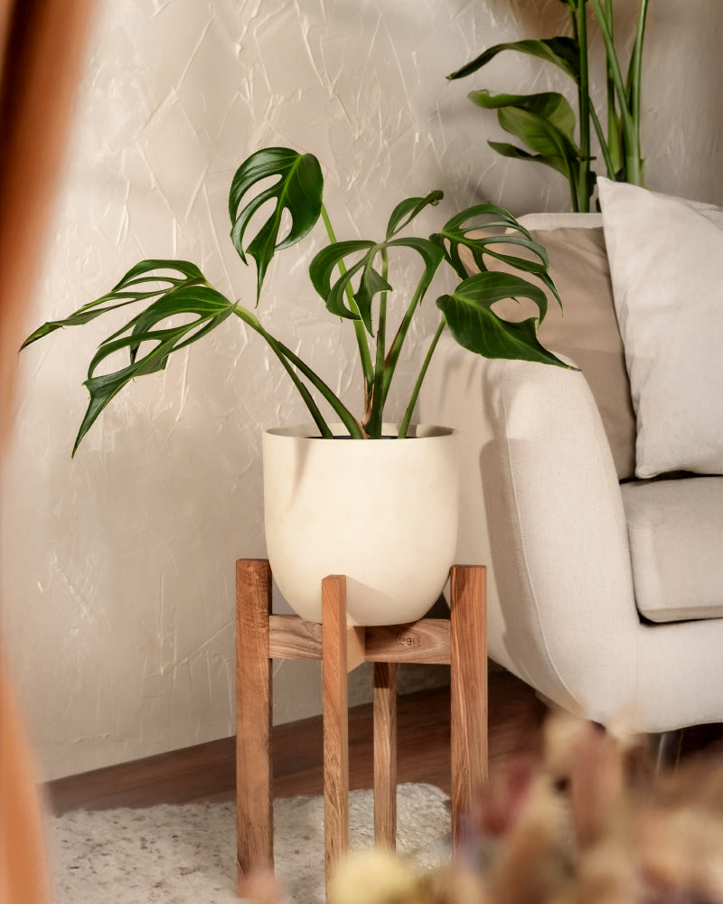 feey-variado-monstera-burle-marx-flame-zimmerpflanze image 4