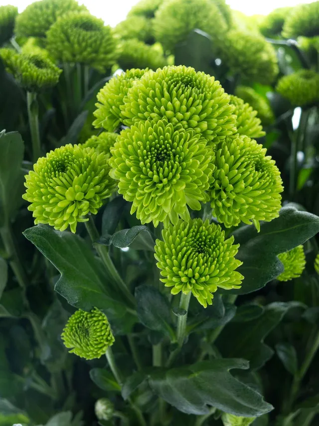 blumigo-chrysanthemen-santinis-palm-green-dark-gr-n image 1