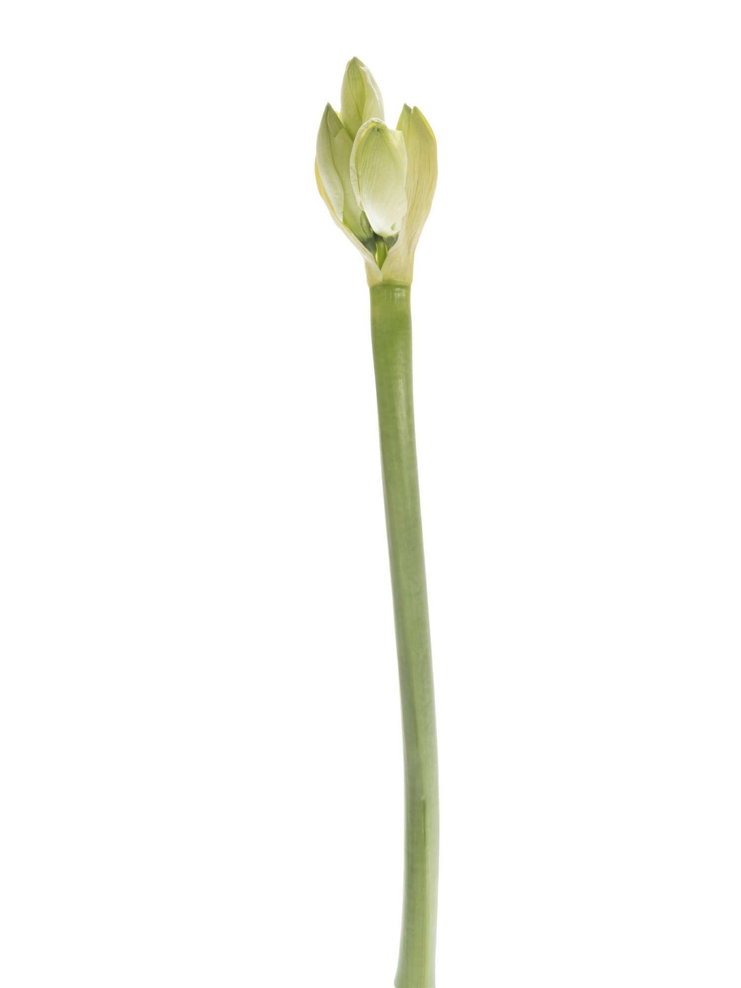 blumigo-amaryllis-mont-blanc-wei-schnittblume image 5