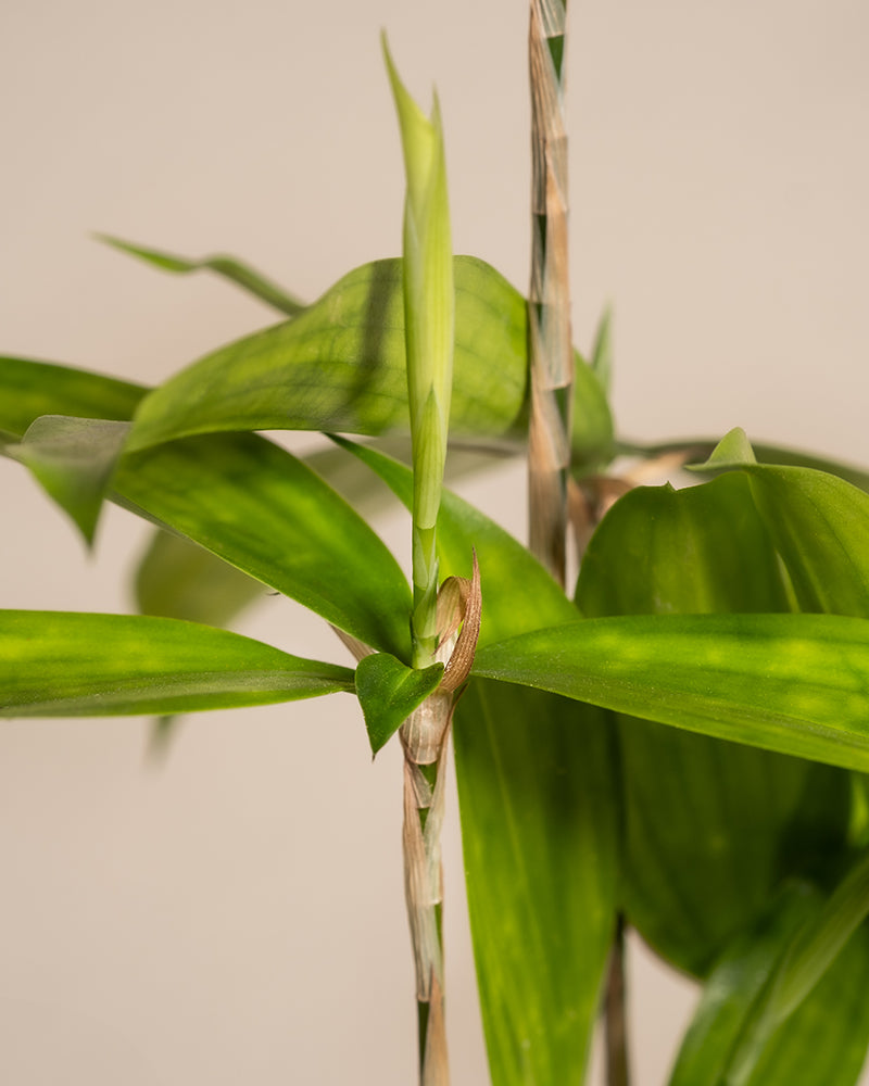 feey-dracaena-surculosa-drachenbaum-klein-ohne-bertopf image 2