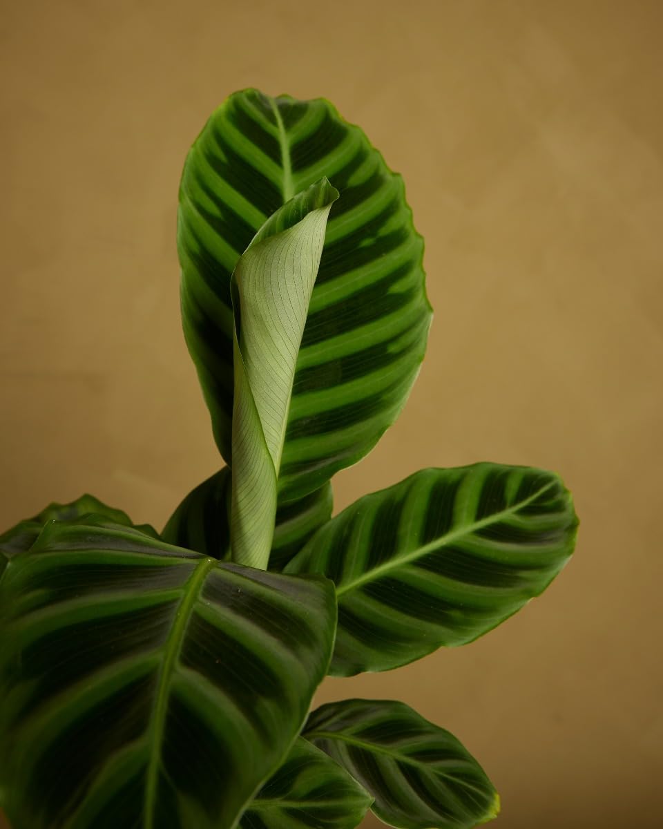 plnts-rareplnts-calathea-zebrina-zimmerpflanze-12cm-35cm-luftreinigend image 7