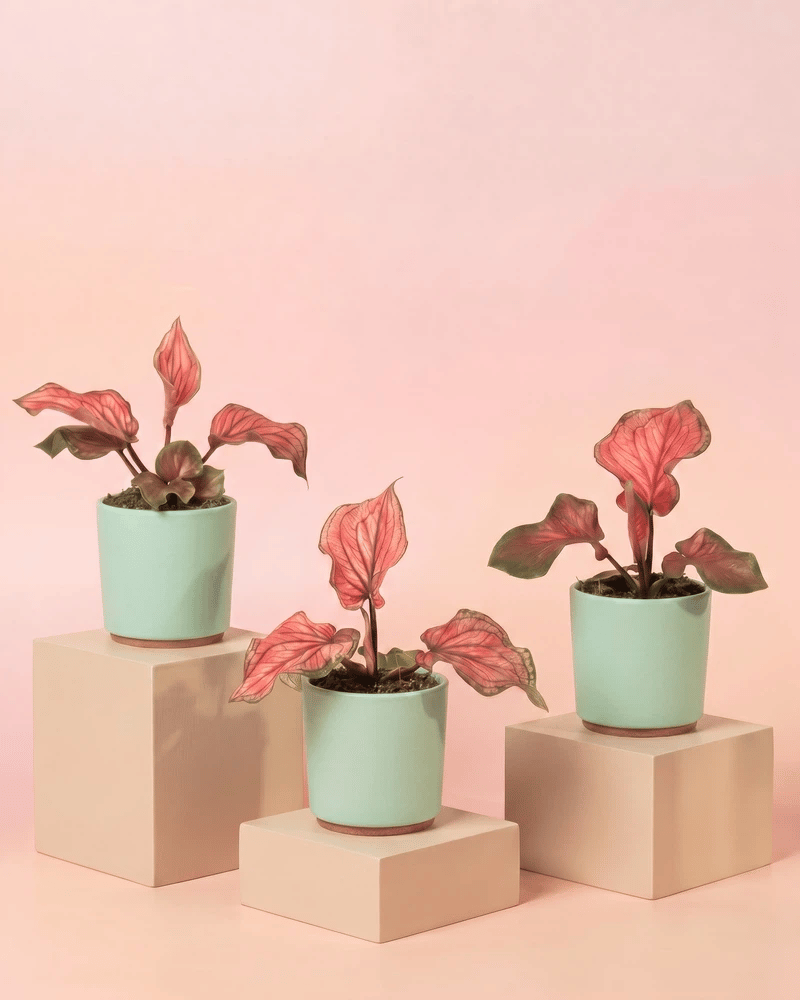 feey-variado-baby-caladium-lucia-3er-set-ohne-bertopf-pink image 7