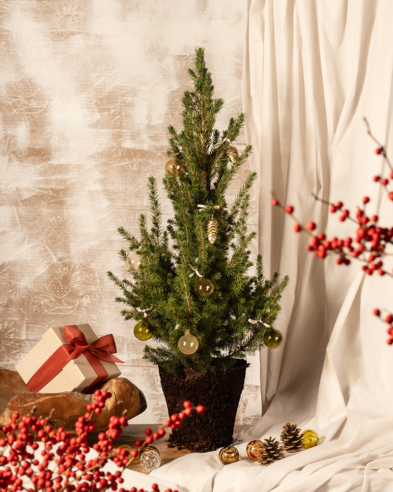 feey-amsterdam-gro-er-tannenbaum-ohne-topf-zuckerhutfichte image 3