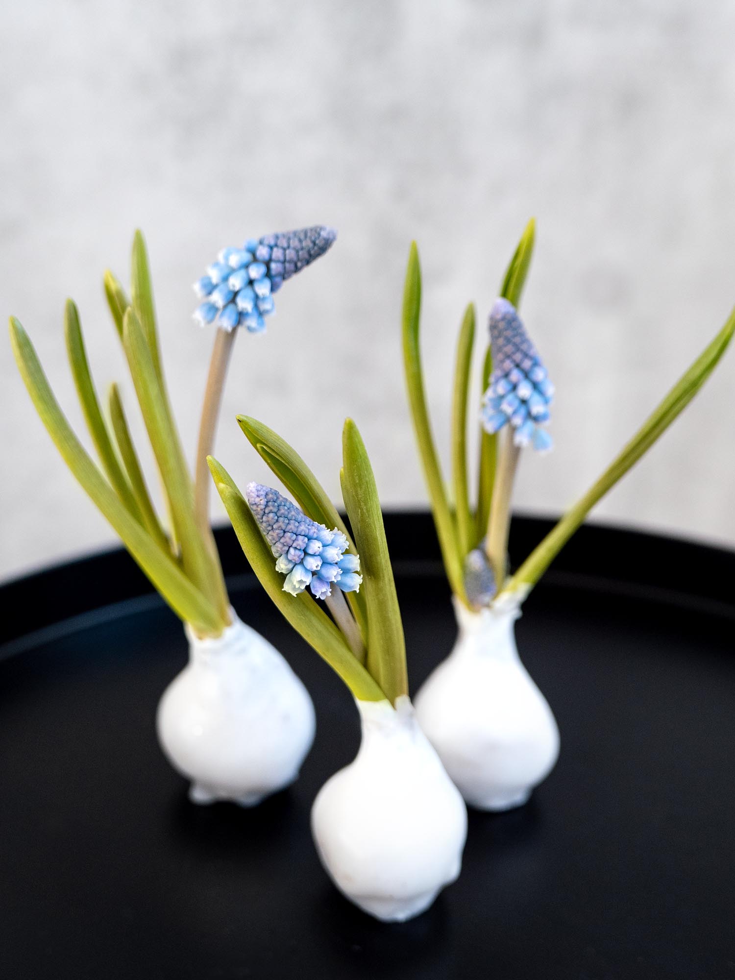 blumigo-fr-hlingsknollen-muscari-gewachst-wei-blaue-bl-te image 5