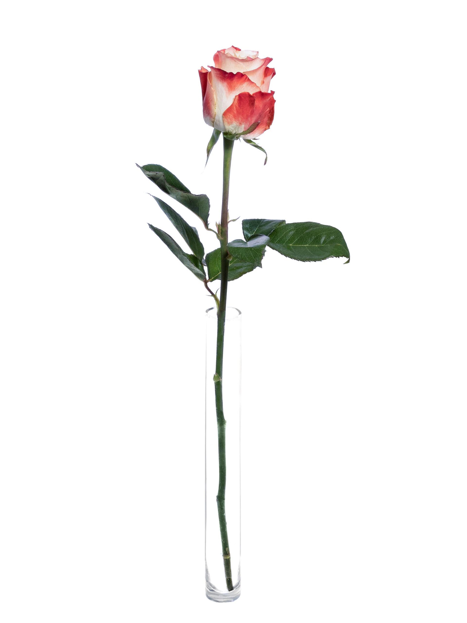 blumigo-rosen-cabaret-rose-creme-rot-frisch image 3
