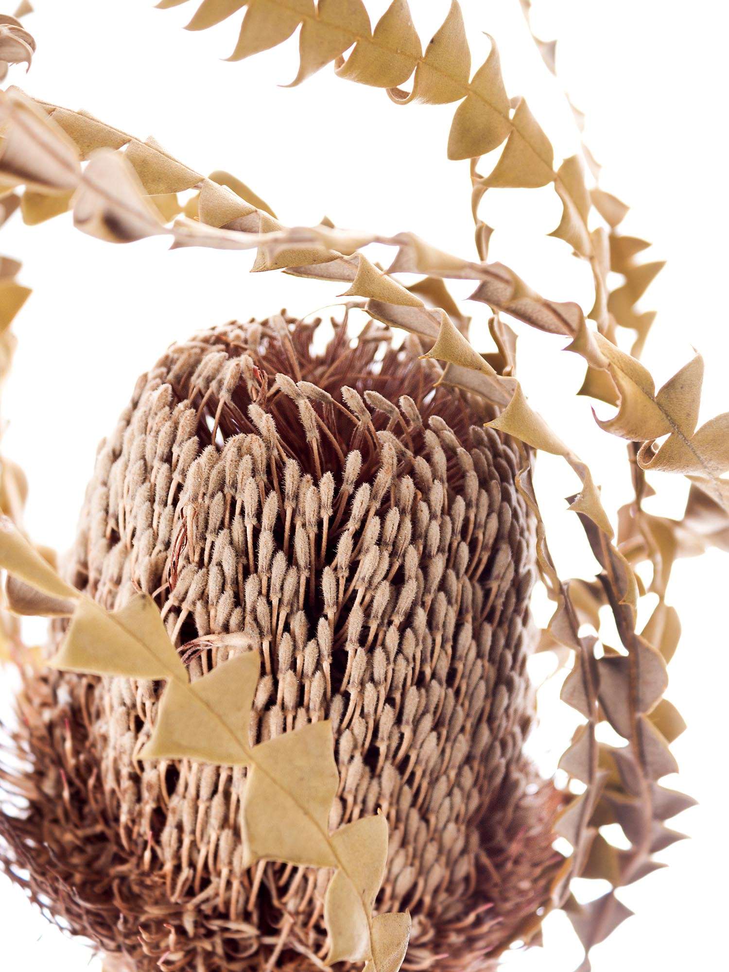 blumigo-trockenblumen-banksia-natur-creme-braun-deko image 1