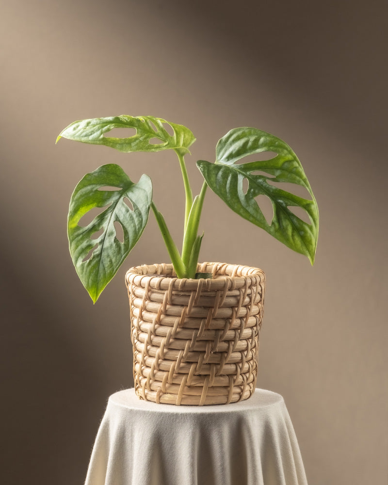 feey-variado-monstera-adansonii-mint-babypflanze-ohne-bertopf image 8