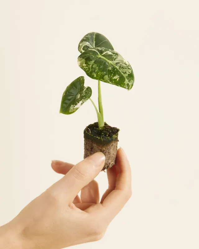 plnts-babyplnts-baby-alocasia-frydek-variegata-zimmerpflanze-12cm image 1