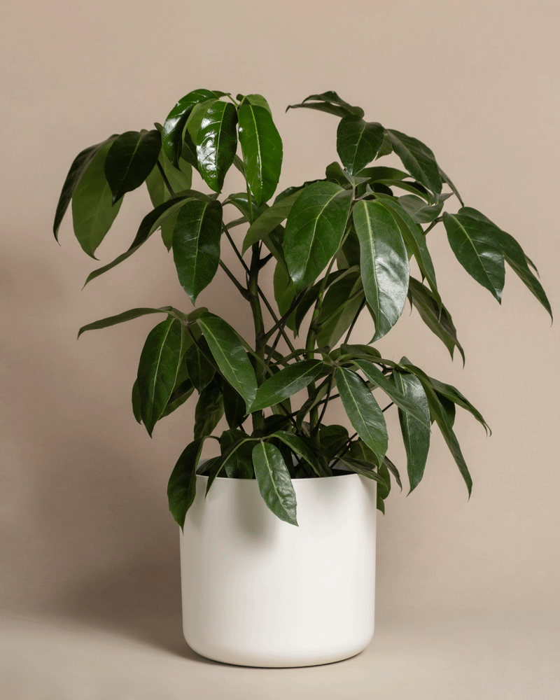 feey-variado-schefflera-amate-zimmerpflanze-gro image 5