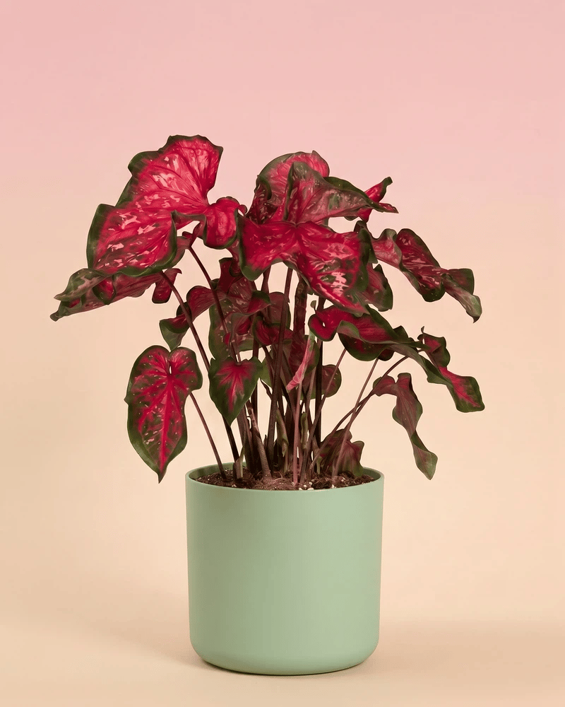 feey-variado-caladium-pink-panther-zimmerpflanze-bunte-bl-tter image 8
