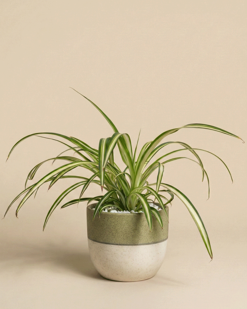 feey-gr-nlilie-chlorophytum-zimmerpflanze-tierfreundlich image 4