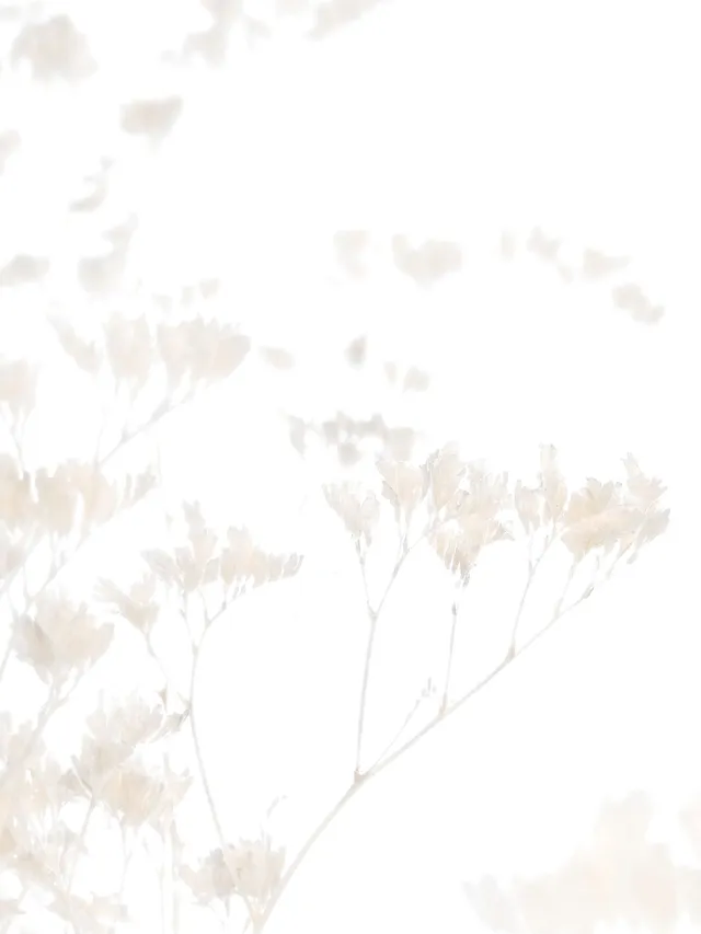 blumigo-trockenblumen-strandflieder-gebleicht-creme-wei image 1