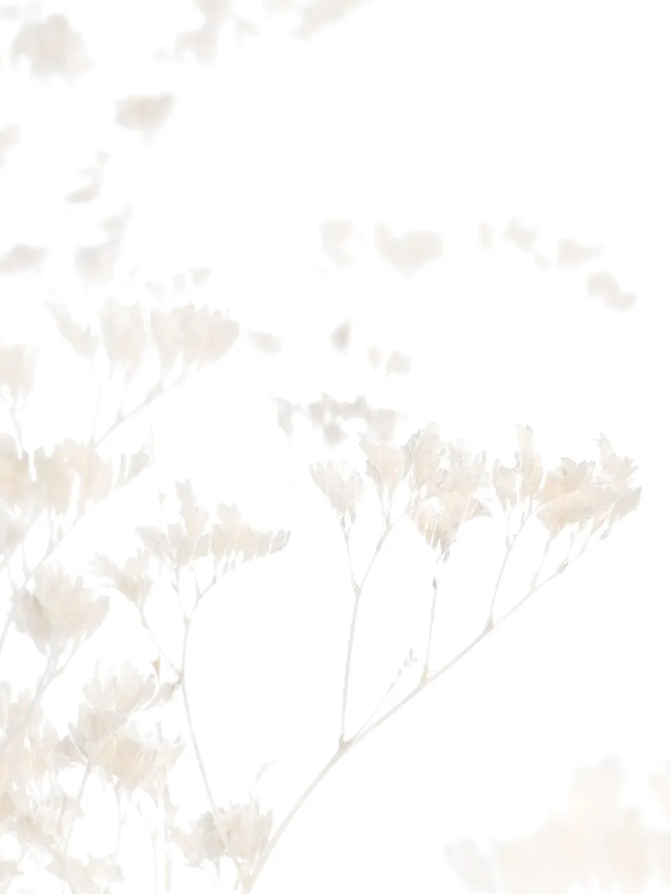 blumigo-trockenblumen-strandflieder-gebleicht-creme-wei image 1