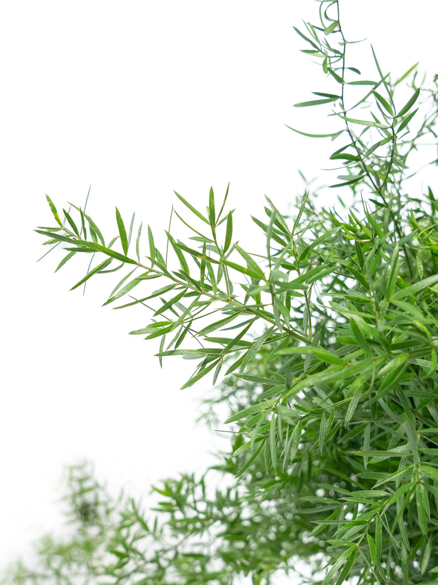 blumigo-asparagus-cwebe-schnittgr-n-f-llgr-n image 1