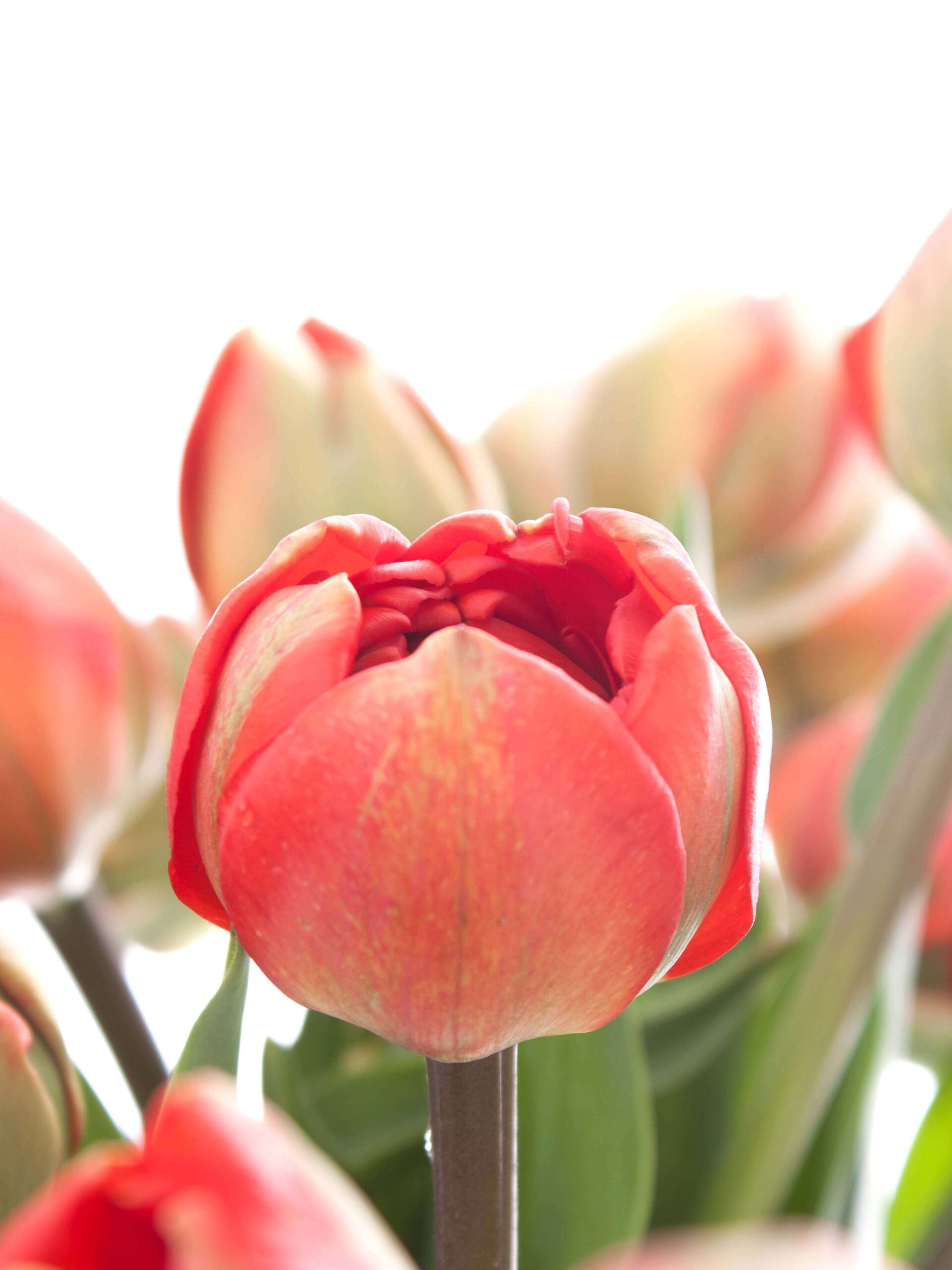 blumigo-tulpen-miranda-gef-llte-freilandtulpen-rot image 1
