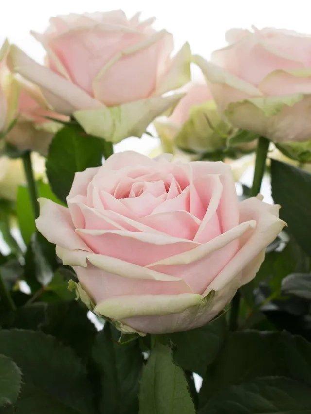 blumigo-sweet-avalanche-rose-rosa-einzelstiel image 1