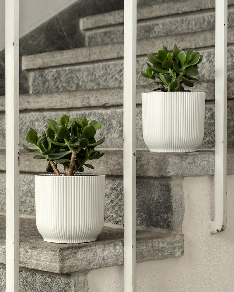 feey-variado-geldbaum-duo-zimmerpflanze-2er-set-ohne-bertopf image 8