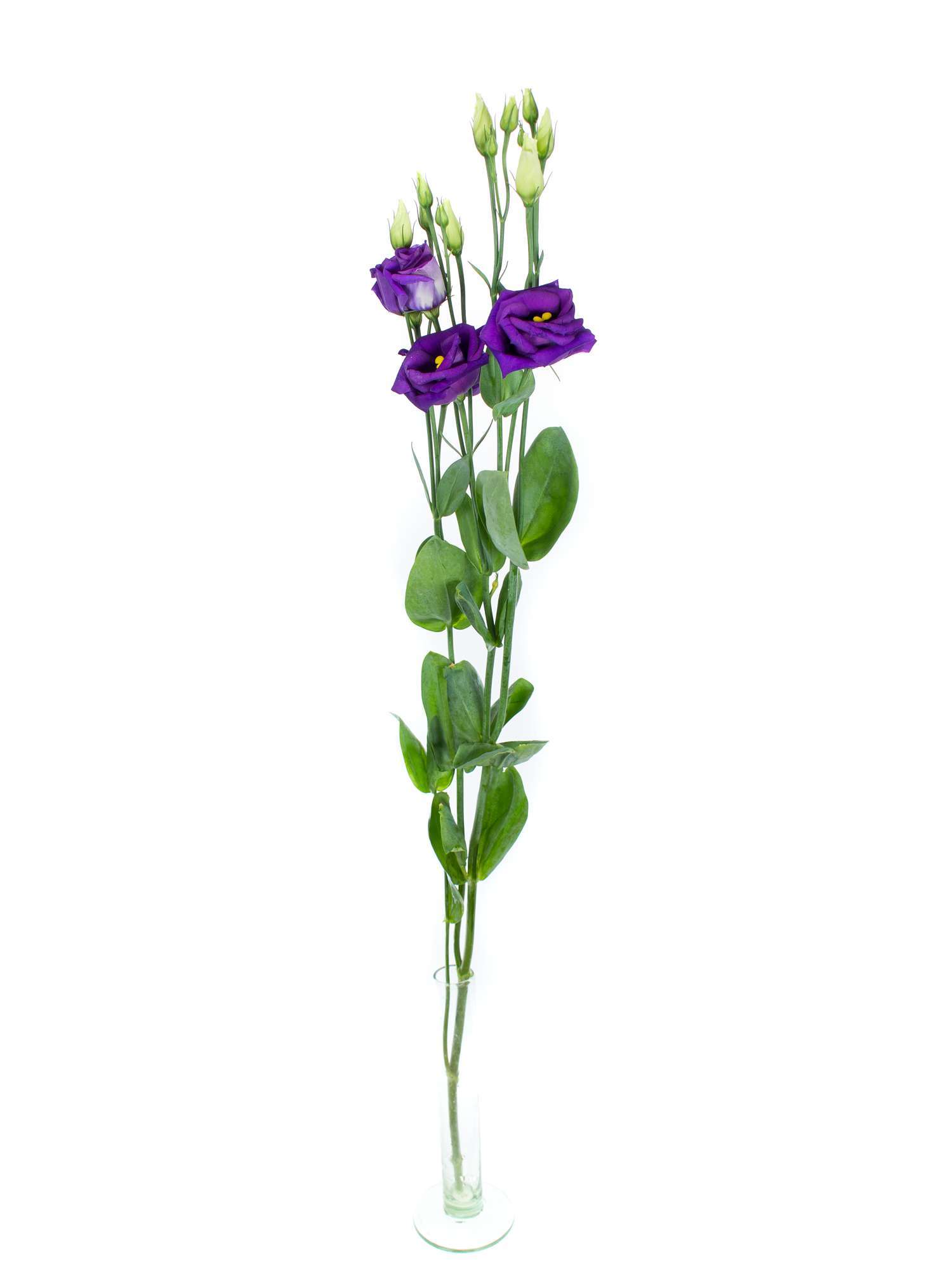 blumigo-lisianthus-rosita-blue-violett-schnittblume image 3