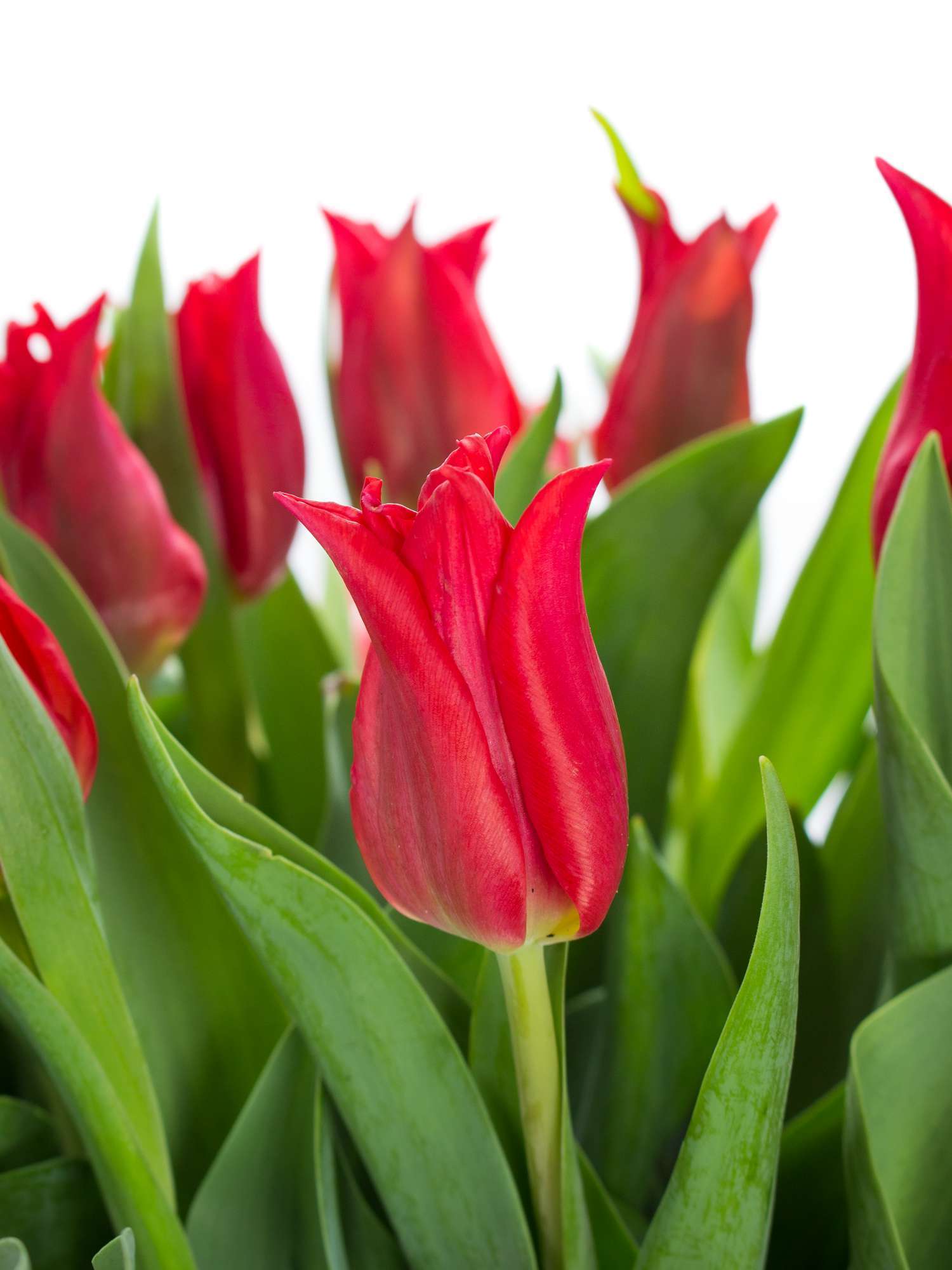blumigo-tulpen-pretty-woman-rote-schnittblume image 1