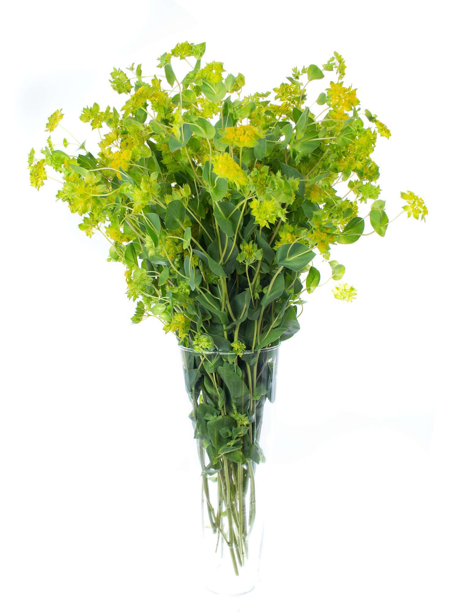 blumigo-blattwerk-bupleurum-gr-n-gelb-bindegr-n image 2
