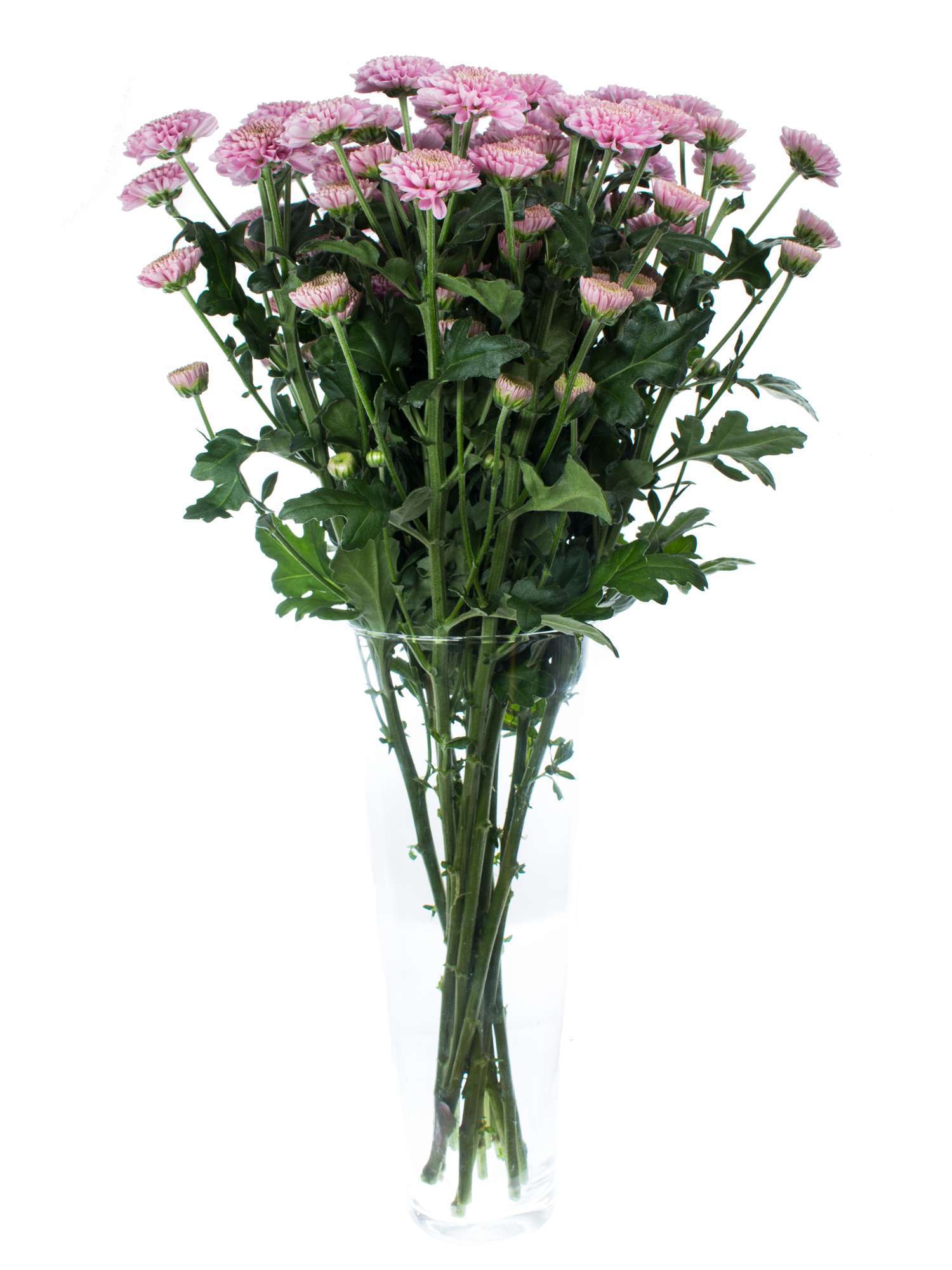 blumigo-chrysanthemen-santinis-ellison-pink-rosa image 2