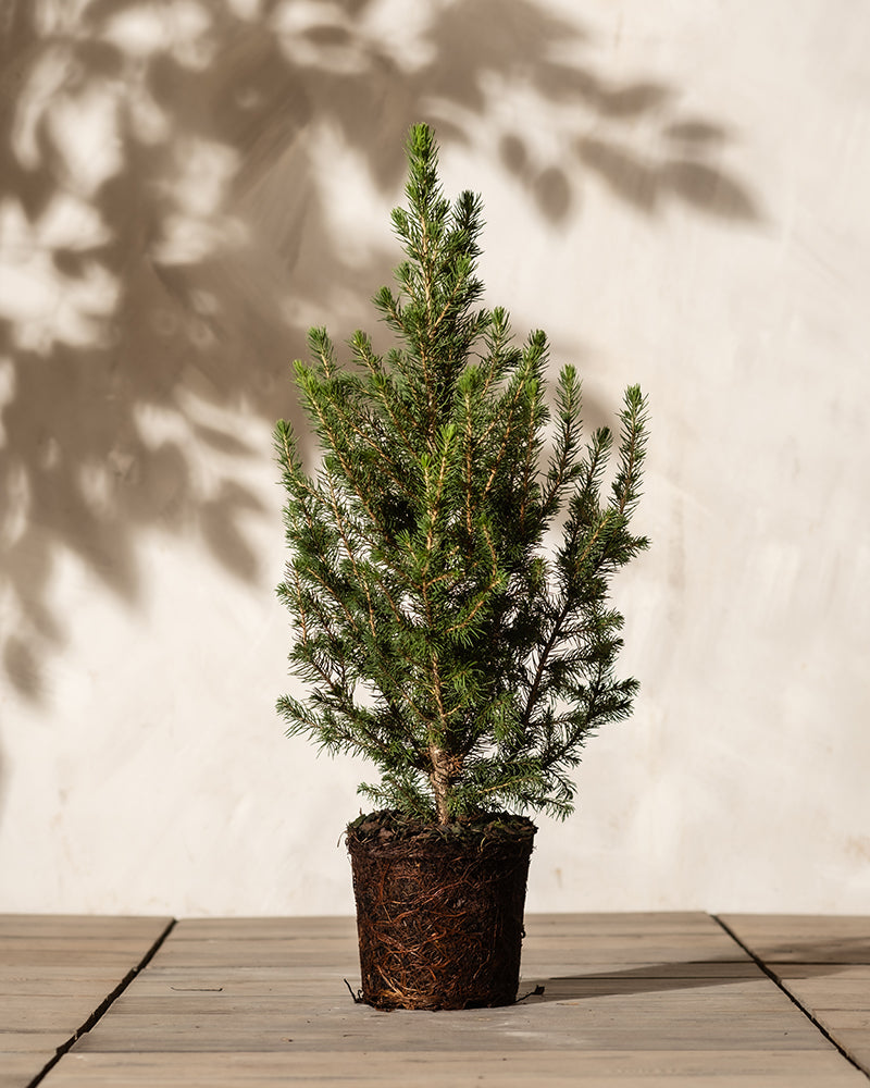 feey-amsterdam-tannenbaum-aussenpflanze-ohne-topf-winterhart image 3