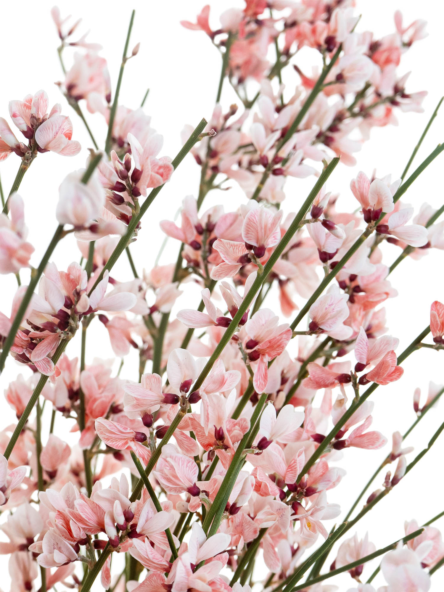 blumigo-zweige-ginster-schnittblume-rosa-einzelstiel-frisch image 1