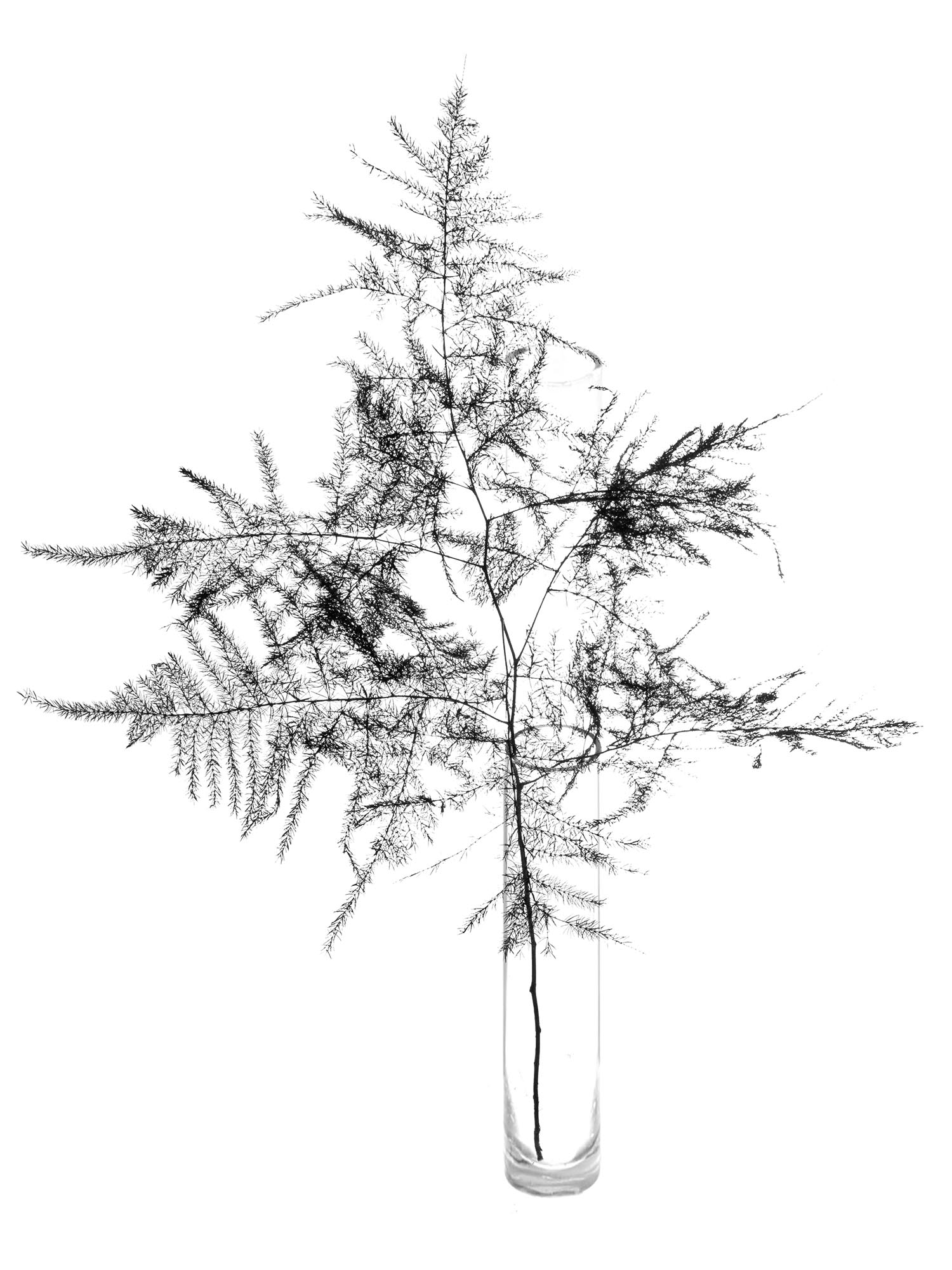 blumigo-asparagus-plumosus-schnittgr-n-schwarz image 4