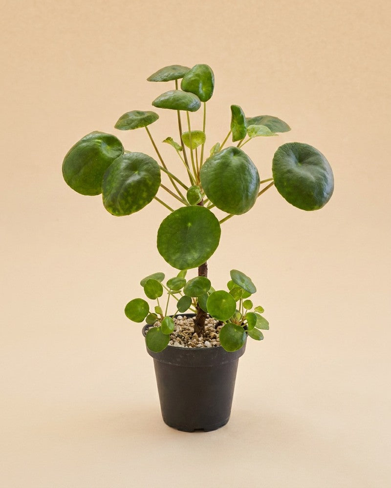feey-variado-ufopflanze-pilea-zimmerpflanze-tierfreundlich image 3
