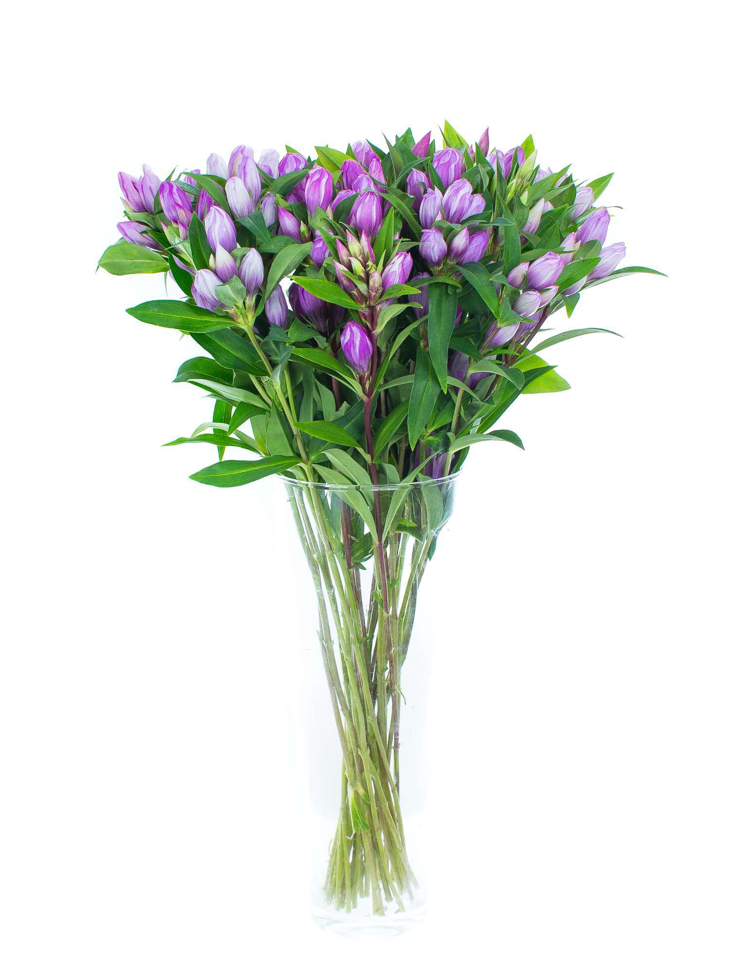 blumigo-blattwerk-enzian-pink-sky-blume-pink-frisch image 2