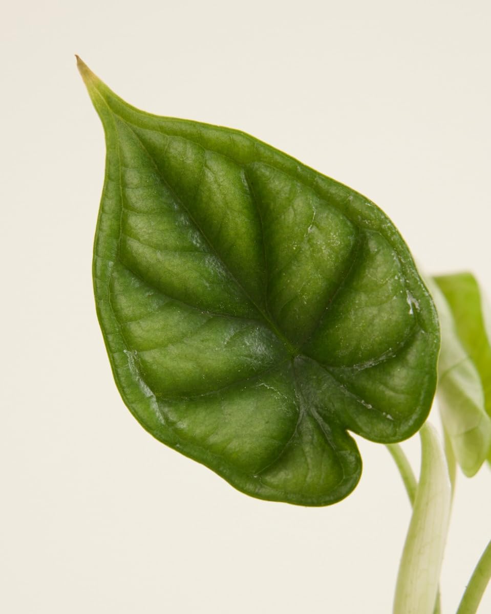 plnts-babyplnts-baby-alocasia-dragon-scale-20-cm image 4