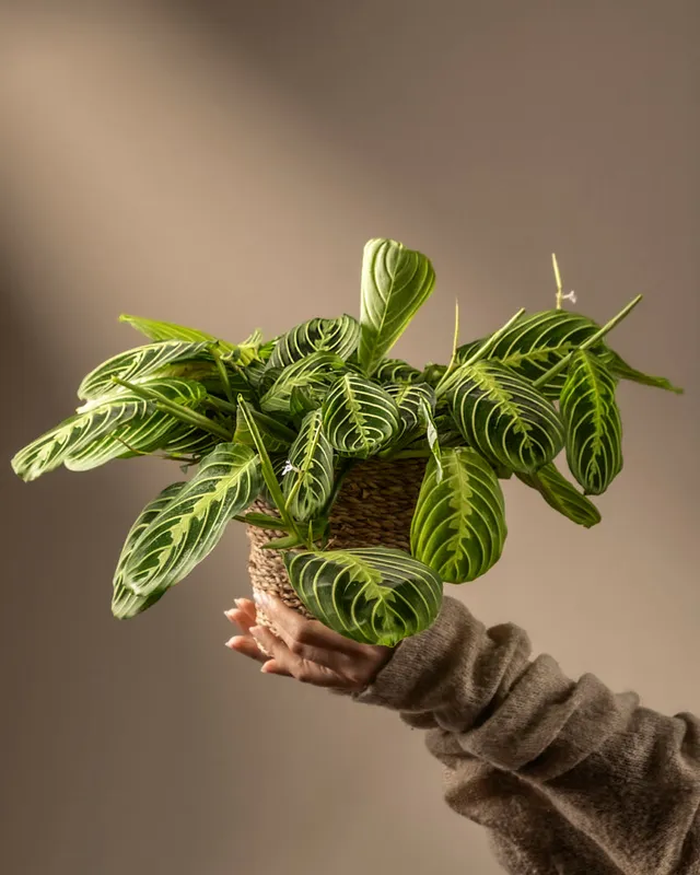 feey-variado-maranta-lemon-lime-zimmerpflanze-ohne-bertopf image 1