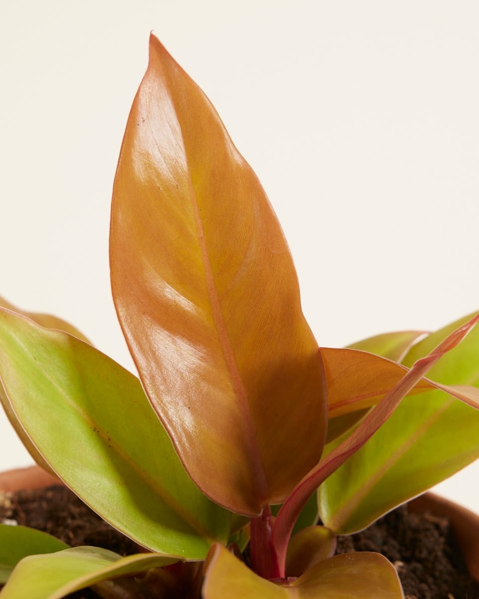 plnts-rareplnts-philodendron-prince-of-orange-zimmerpflanze-12cm image 3