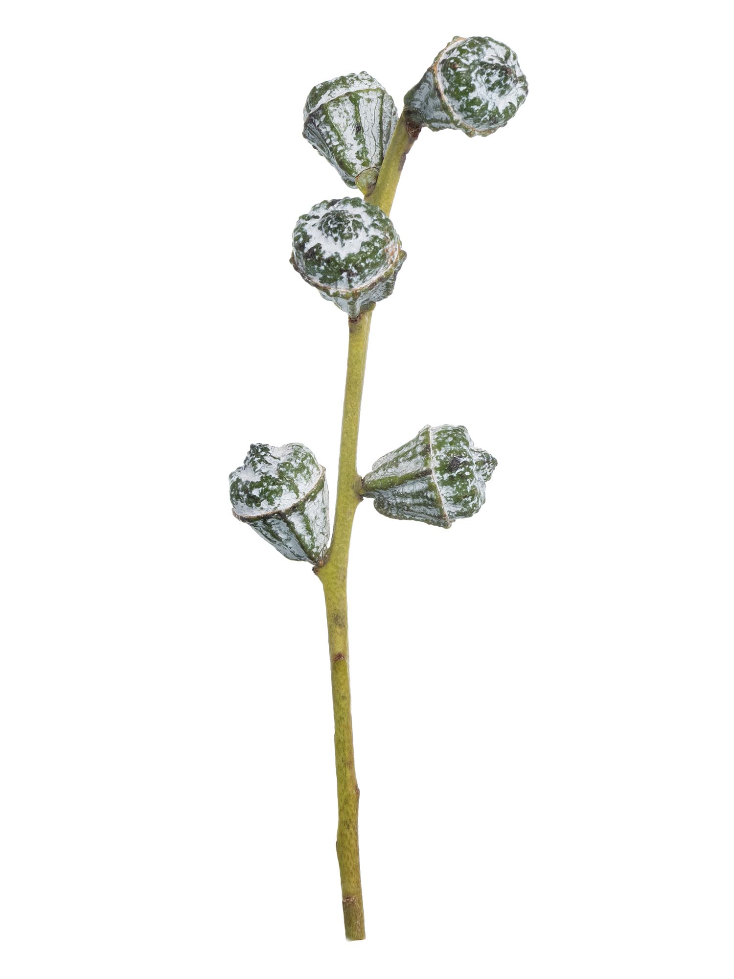 blumigo-eukalyptus-eukalyptusbeeren-schnittgr-n-silber-blau image 4