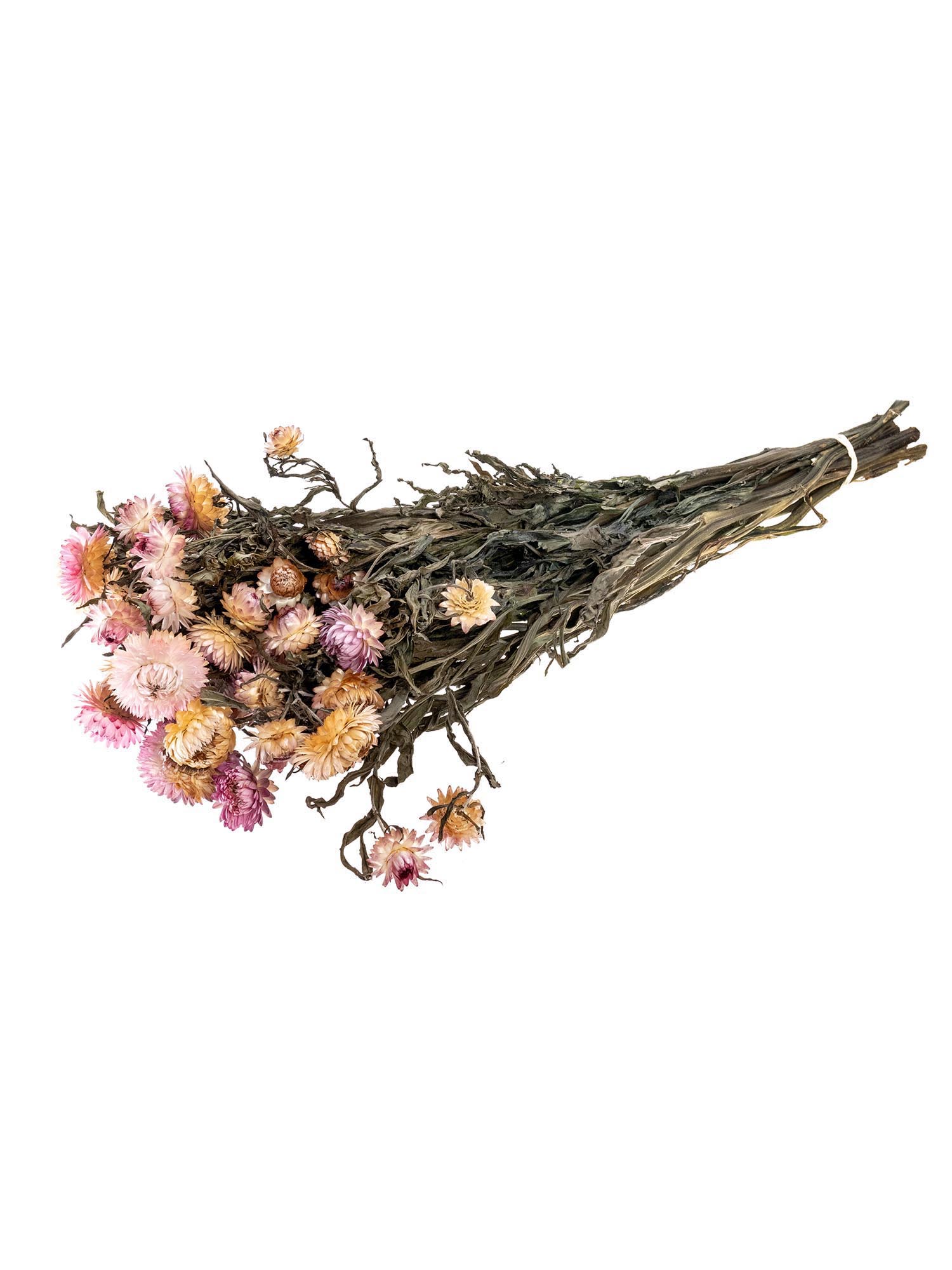 blumigo-trockenblumen-italienische-strohblume-apricot-rosa image 3